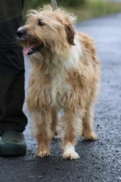 Ilio - hübscher Wuschelrüde