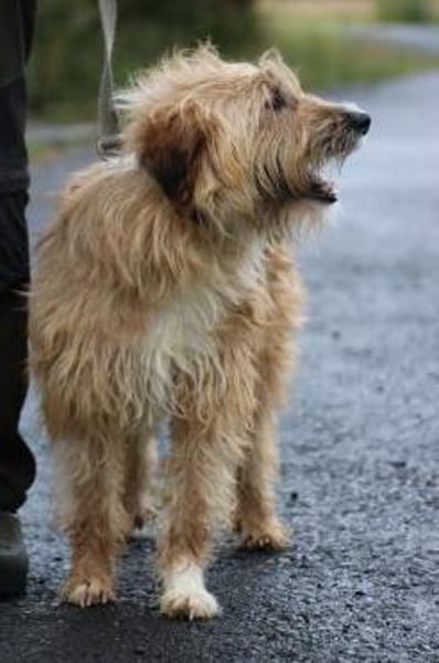 Ilio - hübscher Wuschelrüde