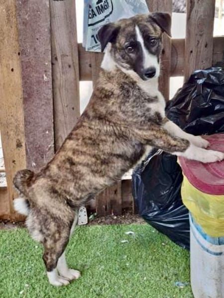 Vier Pfötchen, ein Herz - Tara!