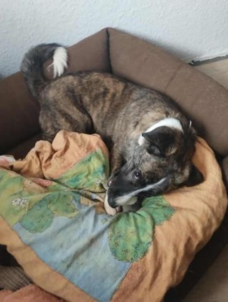 Vier Pfötchen, ein Herz - Tara!