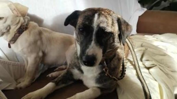 Vier Pfötchen, ein Herz - Tara!