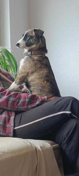 Vier Pfötchen, ein Herz - Tara!