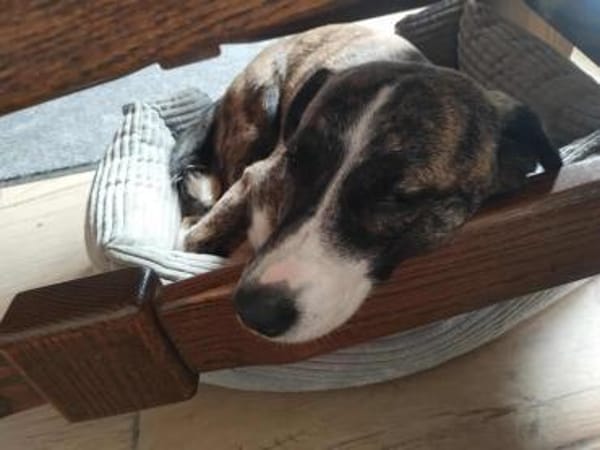 Vier Pfötchen, ein Herz - Tara!