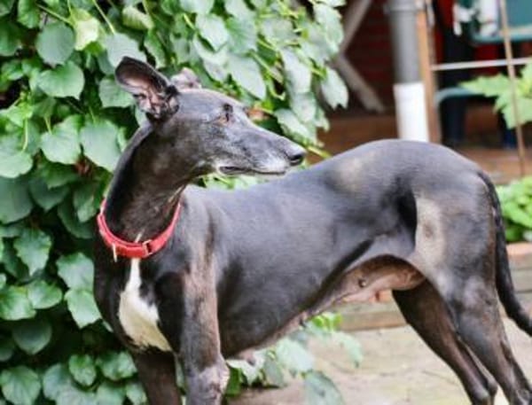 Primavera - Labrador unter den Galgos