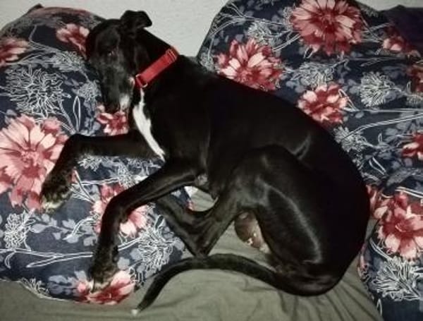 Primavera - Labrador unter den Galgos