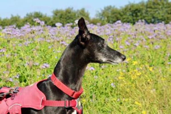 Primavera - Labrador unter den Galgos