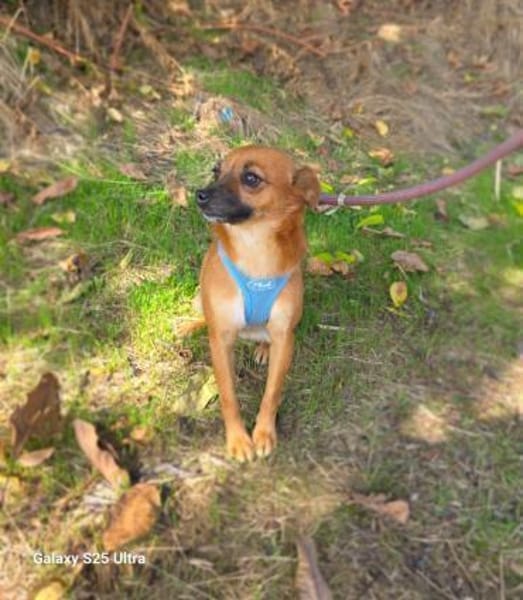 Bambi eine kleine kuschelmaus