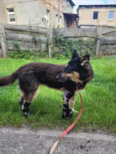 JESSY - zurück im Leben