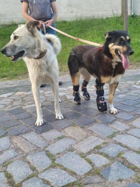 JESSY - zurück im Leben