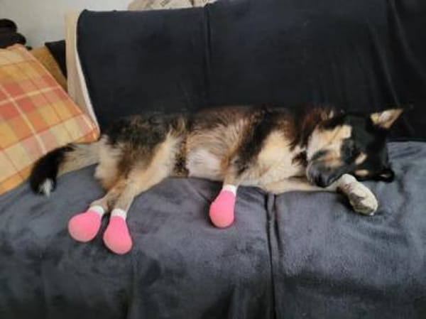 JESSY - zurück im Leben