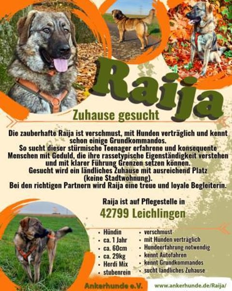 Die liebe 💕Raija 💕sucht ihre Menschen