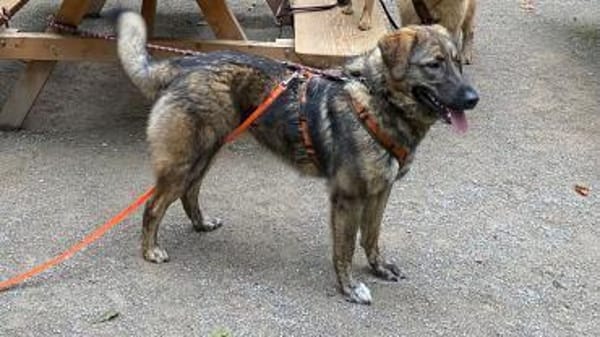 Die liebe 💕Raija 💕sucht ihre Menschen