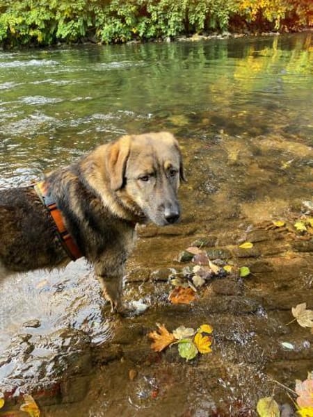 Die liebe 💕Raija 💕sucht ihre Menschen