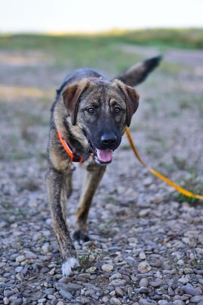 Die liebe 💕Raija 💕sucht ihre Menschen