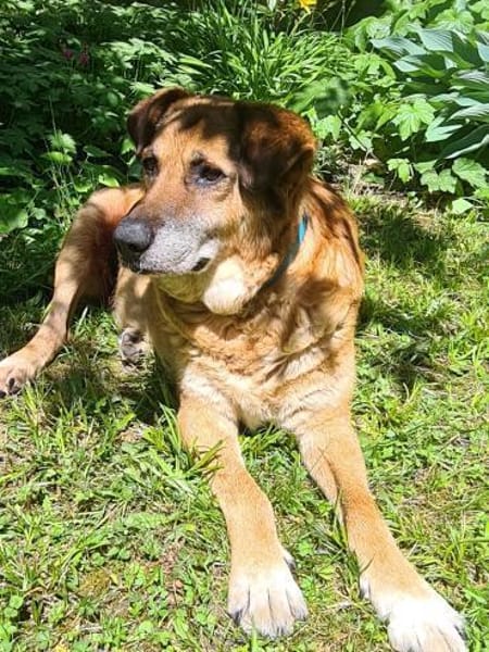 💙Ferris💙 sucht ein schönes Zuhause💙🐾