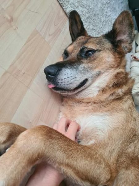 💙Ferris💙 sucht ein schönes Zuhause💙🐾