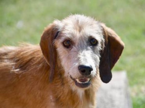 Bubu möchte zu Ihrer Familie gehören