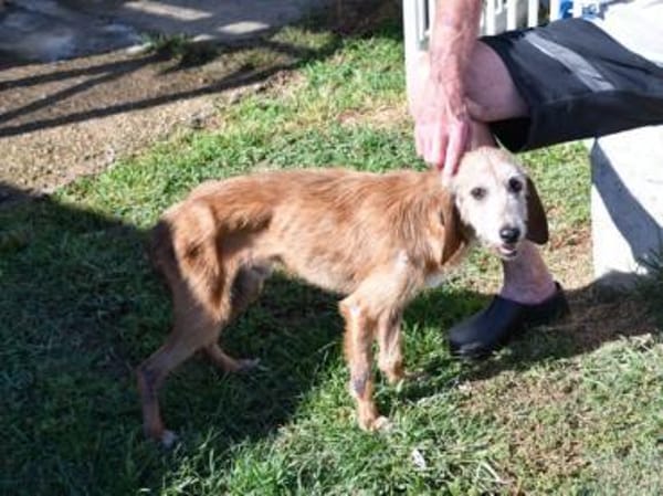 Bubu möchte zu Ihrer Familie gehören