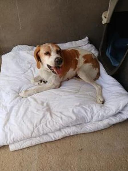 Franzi sucht Familienanschluß