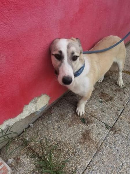 Nico - kinderlieber Jungrüde