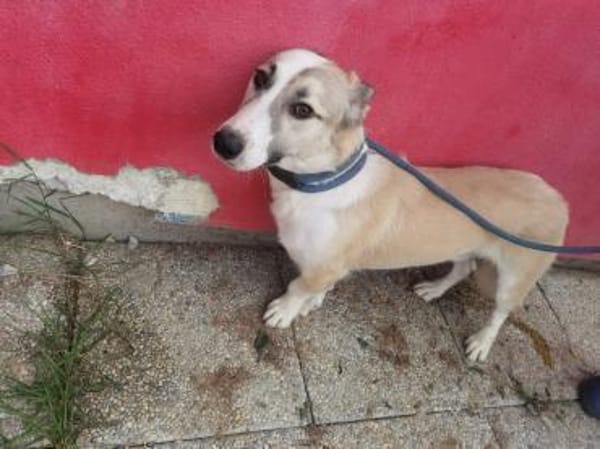 Nico - kinderlieber Jungrüde