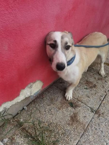 Nico - kinderlieber Jungrüde