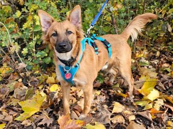 Mimo im Tierheim Sulzbach