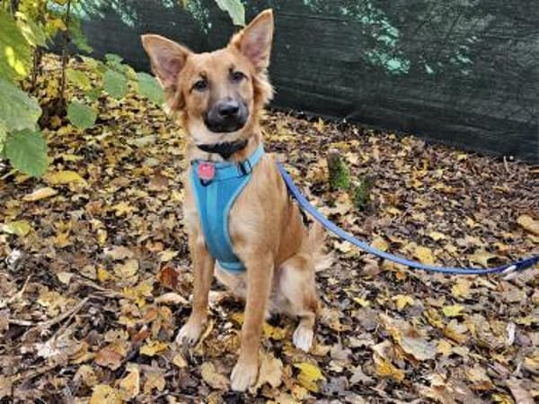 Mimo im Tierheim Sulzbach