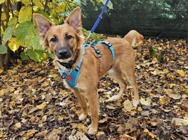 Mimo im Tierheim Sulzbach