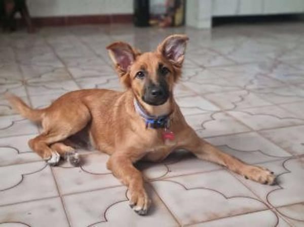 Mimo im Tierheim Sulzbach