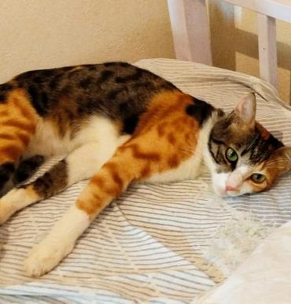 Carmela aus dem Tierschutz