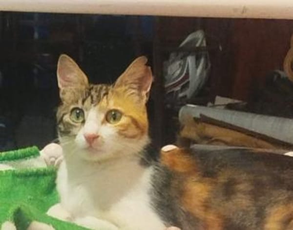 Carmela aus dem Tierschutz