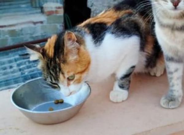 Carmela aus dem Tierschutz