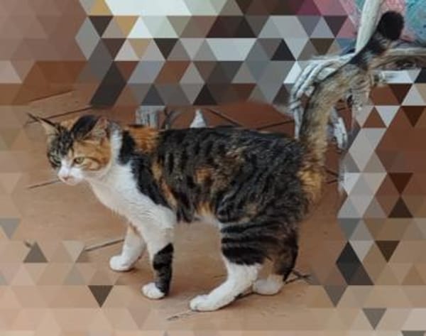 Carmela aus dem Tierschutz