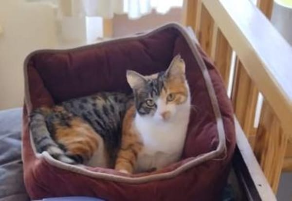 Carmela aus dem Tierschutz