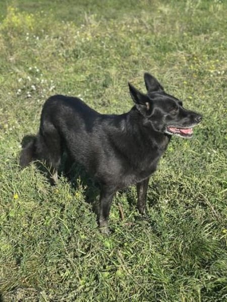 Bagiras Frauchen ist schwer krank