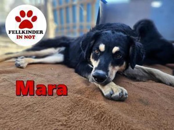 süße Mara sucht ihre Familie