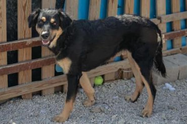 süße Mara sucht ihre Familie