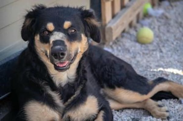 süße Mara sucht ihre Familie