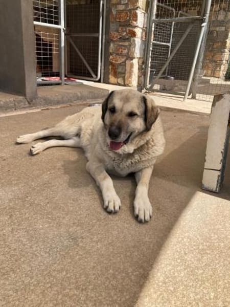 Ira hat ihr Zuhause verloren