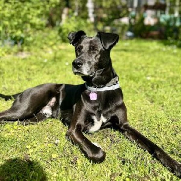 Bruno - Liebevoller Schmuser mit Herz