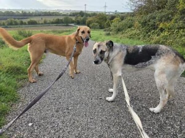 Notfall Sofia sucht dringend ein Zuhause