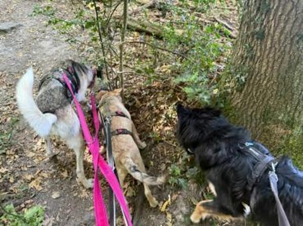 Notfall Sofia sucht dringend ein Zuhause