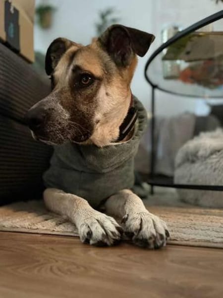 Notfall Sofia sucht dringend ein Zuhause