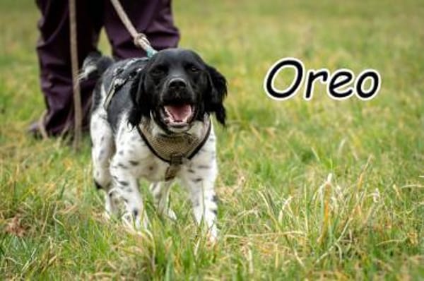 Oreo macht dein Leben knuspriger🤩