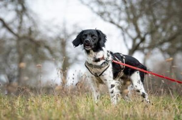 Oreo macht dein Leben knuspriger🤩