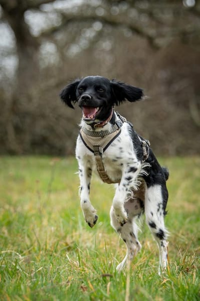 Oreo macht dein Leben knuspriger🤩