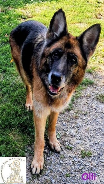 Olli  die schöne Schäferin