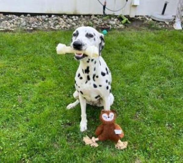 Luna sucht eine Pflegestelle/Zuhause