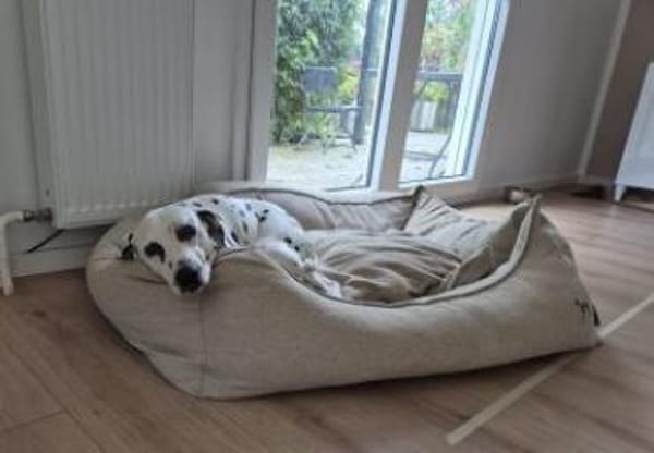 Luna sucht eine Pflegestelle/Zuhause